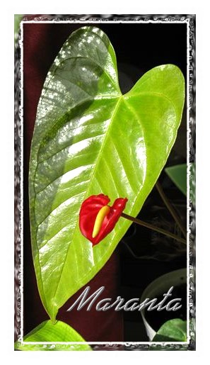 anthurium