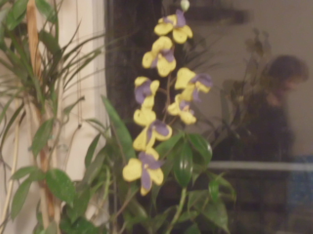 orchidea